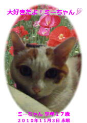 ミーちゃんのメモリアル写真　ペット葬儀日：２０１０年１１月４日　千葉県よりご依頼